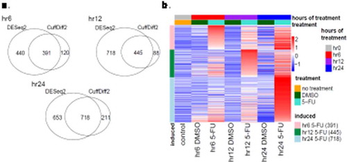 Figure 3. Temporal gene expression at specific time points. (a) Venn diagrams demonstrating time-specific DE genes detected by DESeq2 or CuffDiff2 (see Methods) at the hr6, hr12 and hr24 timepoints. The hr12 genes refer to the genes induced only at the hr12 time-point and do not appear at the hr6 time-point, whereas the hr24 genes include the genes only induced at the hr24 time-point and do not appear in the hr6 or hr12 time-point. The numbers of genes that are co-detected by DESeq2 and CuffDiff2 are shown in the intersection of the Venn diagrams. (b) Heatmap of DE genes co-detected by DESeq2 and CuffDiff2 at the hr6 (red), hr12 (purple) and hr24 (blue) time-points. The expression levels of these genes in the control (i.e. hr0 or no treatment), DMSO – and 5-FU-treated samples are color-coded