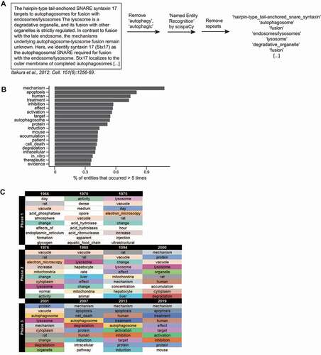 Figure 5. The scientific entities most mentioned in autophagy publications. (A) A scheme illustrating how entities were detected using the Python package scispaCy. Repeats were removed, leaving unique entities for each document (the title and abstract of a publication). (B) The top 20 entities. (C) The top 10 most frequently occurring entities for selected years of the 3 phases are indicated (see Data S5 for more).