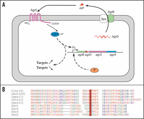Figure 2 The agr system of L. monocytogenes. (A) Schematic of agr autoinduction. AgrB and Sps process AgrD into a secreted cyclic autoinducing peptide (AIP). The detection of AIP by the sensor kinase AgrC induces a phosphorylation cascade resulting in the activation of the regulator AgrA. (B) AgrD sequence alignments of Listeria and the four groups of staphylococcal AgrD. Lino: Listeria innocua; Lmon: Listeria monocytogenes; Lwes: Listeria welshimeri; LFin: Listeria monocytogenes Finland; Lgra: Listeria grayi. In brackets, number of genomes available online; identical sequences were observed in these genomes. In bold face and red-boxed, the conserved cystein residue critical for the thiolactone ring.