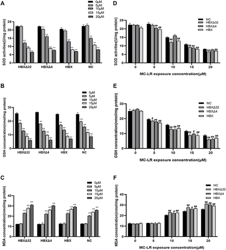 Figure 3 Synergistic effects of MC-LR and Ct-HBX on SOD, MDA and GSH in HepG2 cells. (A) The SOD activity and (B) GSH concentration were negatively correlated with MC-LR whether in the HBXΔ32, HBXΔ4 and HBX group or the NC group; (C) the MDA concentration was positively correlated with MC-LR in each group. (D–F) When MC-LR = 0 µM, there were no statistically significant difference in the SOD activity, GSH and MDA concentration between the HBXΔ32, HBXΔ4, HBX group and NC group; However, when cocultured with MC-LR = 5, 10, 15 or 20 µM, the SOD and GSH in the HBXΔ32, HBXΔ4, and HBX group were significantly higher than NC group, and the MDA was significantly lower. Data are presented as the mean ± SD; **P < 0.01 vs 0 µM MC-LR; #P < 0.05 and ##P < 0.01 vs NC group.