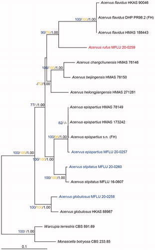 Figure 1. Phylogenetic tree of combined LSU, tef1-α, rpb2, rpb1, and SSU sequence data inferred from 17 taxa and 5257 sites under the GTR (general time reversible) + GAMMA model of nucleotide substitution. Numerical values at the nodes indicate maximum likelihood bootstrap support (blue), maximum parsimony bootstrap support (yellow), and posterior probabilities (black). Only values greater than 70% (maximum likelihood and maximum parsimony) and 0.95 (Bayesian analysis) are indicated. Name in red indicates new species. Names in blue indicate new collections. Tree is artificially rooted to Monascella botryosa (CBS 233.85) and Warcupia terrestris (CBS 891.69) taxa.