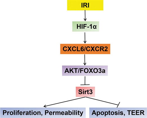 Figure 7. A schematic diagram of the signal pathway A schematic diagram to show the signal pathway that is revealed in this study