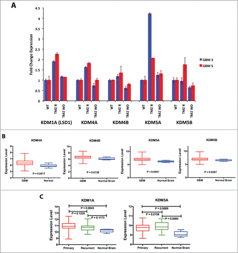 Figure 2. KDM genes expression in GBM CSC cells and tumors. (A) Expression of KDM genes in 2 TMZ-resistant GBM CSC cells analyzed by qPCR in WT GBM3, GBM5 and in their TMZ-R and WO derived cultures. Fold change is relative to the expression of the WT parental cells. (B) Comparison of the mean expression levels of KDM4A, 4B, 5A and 5B in GBM and normal brain. (C) Comparison of the mean expression levels of KDM1A and KDM5A in primary GBM, recurrent GBM and normal brain. In Panels B and C the box represents the 10–90 percentile and whiskers the min-max level of expression. Significance of the mean differences was evaluated by t-test and ANOVA.