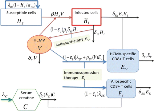 Figure 1. Model schematic.