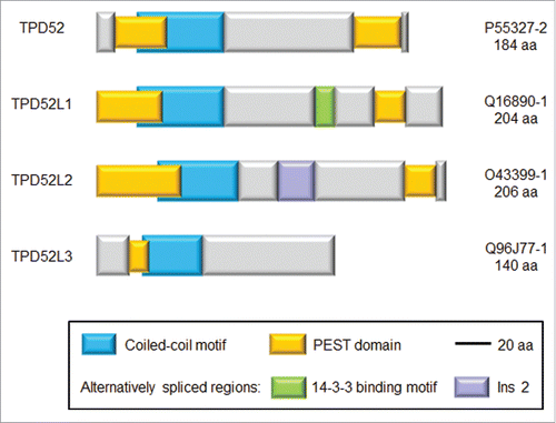Figure 1. Schematic diagram showing sequence features of the indicated human TPD52-like proteins. Protein names are shown at left and Uniprot identifiers and amino acid lengths of each isoform are shown at right. Blue bars represent coiled-coil motifs, yellow bars represent PEST domains, whereas purple and green bars represent alternatively-spliced domains. The green bar includes a 14-3-3 binding motif, whereas the purple bar represents an alternatively-spliced region termed insert 2 (Ins 2), which is present in some TPD52L2 isoforms, but not other TPD52-like proteins.Citation10