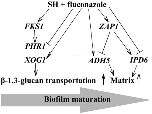 Figure 3. Illustration for the functions of SH and/or fluconazole on β-1,3-glucan transportation and biofilm maturation in fluconazole-resistant C. albicans.