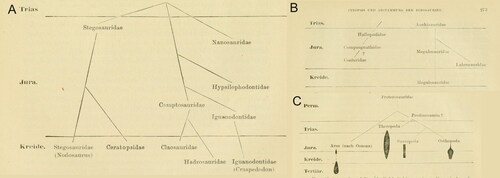 Figure 1. The earliest attempts at visualizing dinosaur relationships using a branching tree from Nopcsa (Citation1901). A, Nopcsa’s reconstruction of the internal relationships of Ornithischia; B, Nopcsa’s reconstruction of the internal relationships of Theropoda; and C, Nopsca’s reconstruction of the phylogenetic relationships of dinosaurs and birds.