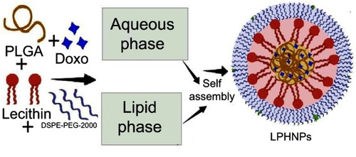 Figure 1 Schematic diagram of the LPHNPs.Abbreviations: Doxo, Doxorubicin; DSPE-PEG 2000, 1,2-distearoyl-Sn-glycero-3-phosphoethanolamine-N-[methoxy (polyethylene glycol)]-2000; LPHNPs, lipid polymer hybrid nanoparticles; PLGA, poly (D, L-lactide-co-glicolide).