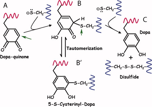 Figure 7. Proposed reaction mechanism for the reduction of quinone by thiolates. (A)The first thiolate attacks the o-quinone of Dopa at the 5-C position (arrow) in a Michael reaction. (B) The covalent thio-quinone adduct has a tetrahedral 5-C which is prone to further attack at the 5-S (arrow) by the second thiolate. (C) In the attack by the second thiolate, the 5-S leaves behind the electron pair it shared with 5-C and splits off as a disulfide thereby regenerating Dopa. (B’) The thio-quinone intermediate (structure B) is related by tautomerization with 5-S-cysteinylDopa (structure B′). Tautomers share the same oxidation level but exhibit relocation of electrons, ie double bonds. Adapted from Inaba (2010).