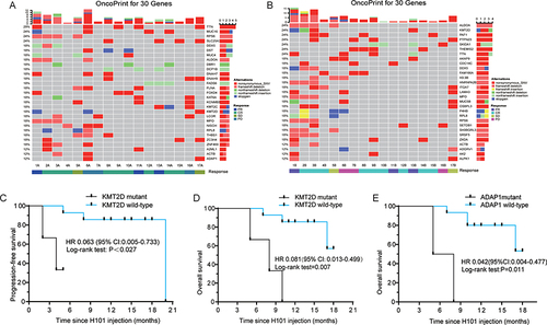 Figure 4 Genomic landscape of P/R/M cervical cancer patients treated with H101. (A) Oncoprint of mutations in the top 30 mutated genes in tumor tissue samples from 17 cervical carcinoma patients before H101-containing treatment. (B) Oncoprint of mutations in the top 30 mutated genes in tumor tissue samples from 17 cervical carcinoma patients after H101-containing treatment. The row and column respectively represent mutated genes and samples. Different colors represent different mutation types, and gray represents no mutation. The panels on the right side represent the number of samples with mutations in the corresponding gene. (C) Kaplan-Meier curve of KMT2D mutant for PFS. (D) Kaplan-Meier curve of KMT2D mutant for OS. (E) Kaplan-Meier curve of ADAP1 mutant for OS.