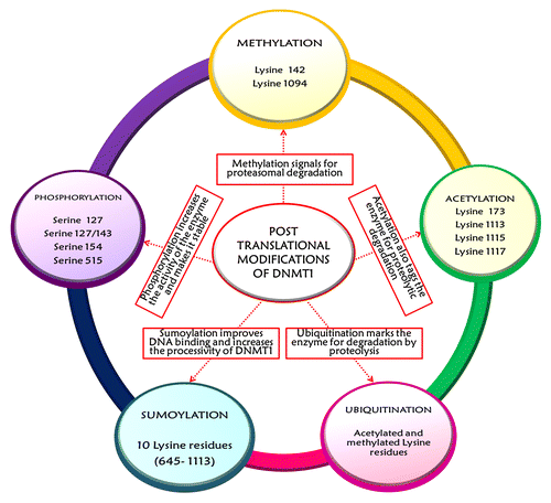 Figure 5. The figure depicts the various post-translational modifications that affect the stability and activity of DNMT1. The major PTMs include methylation, acetylation, ubiquitination, sumoylation and phosphorylation. All of these post-translational regulatory operations are interlinked to maintain a rigid control over the stability, abundance and activity of DNMT1 in a cell-cycle dependent manner.