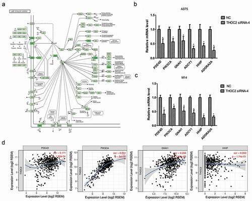 Figure 5. THOC2 regulated cAMP pathway in melanoma cells. (a) cAMP signaling pathway. (b, c) THOC2 inhibition reduced cAMP pathway related gene expression (PDE4D, PIK3CA, GNAI1, ADCY1, HHIP and ADORA2A) in A375 cells (b) and M14 cells (c). (d) THOC2 expression was positively correlated with PDE4D, PIK3CA, GNAI1, and HHIP expression in melanoma tissues. *P < 0.05.