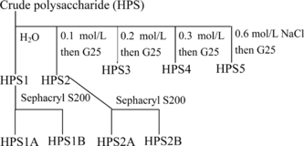 Figure 1 Fractionation scheme of the polysaccharides from Dendrobium huoshanense..