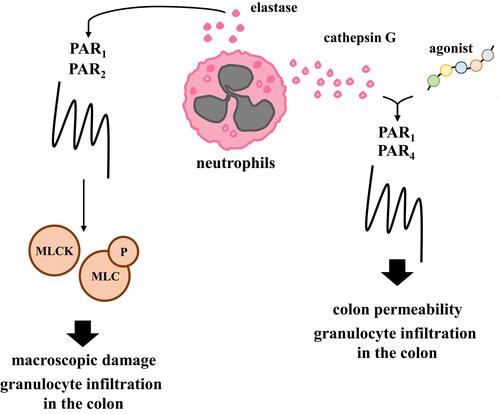 Figure 3 Experimentally proved processes mediated by PARs during the progression of colitis. PARs agonists and neutrophil proteases modulate granulocyte infiltration by MLCK and MLC axis and affect macroscopic damage and colon permeability in an in vivo model of colitis.