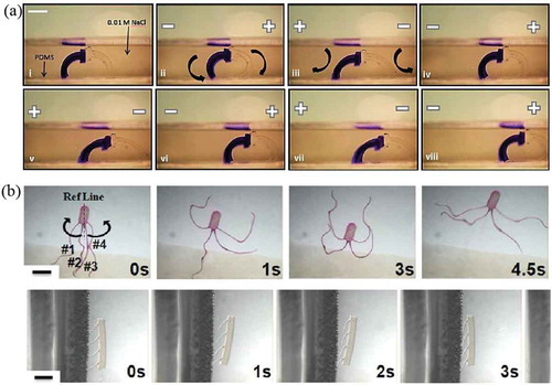 Figure 19. Applications of ionic gels: (a) walking robot fabricated by laser cutting prefabricated ionic gels, (b) multi-stimuli responsive micro-robots fabricated using a microfluidic device and photo-lithographic techniques. Figure (a) reprinted with permission from [Citation7]. Figure (b) reprinted with permission from [Citation5].