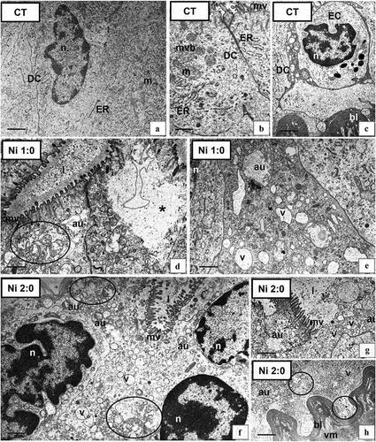 Figure 2. Ultrastructure of the intestine epithelium of N. davidi in experimental groups: CT (a–c), Ni 1:0 (d,e), Ni 2:0 (f–h). TEM. DC - digestive cells, n - nucleus, ER - cisterns of endoplasmic reticulum, mv - microvilli, l – midgut lumen, mvb - multivesicular bodies, m - mitochondria, EC - embryonic cell, bl - basal lamina, circle - degenerating mitochondria, star - vacuolated area of cytoplasm, v - vacuole, au - autophagosome, vm - visceral muscles. Scale bar: (a) 1.4 μm, (b) 0.7 μm, (c) 1.7 μm, (d) 0.8 μm, (e) 0.7 μm, (f) 0.8 μm, (g) 1.1 μm, (h) 2 μm.