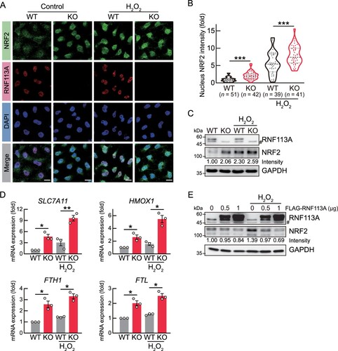 Figure 2. RNF113A deficiency increases NRF2 pathway. (A) Immunofluorescence analysis of NRF2 (green) and RNF113A (red) proteins with DAPI for nuclei (blue). Scale bars = 10 μm. (B) Violin plot representing the fluorescence intensities of NRF2 protein in the nucleus of each cell from immunofluorescence images. Nucleus NRF2 intensities were quantified from five independent immunofluorescence images. (C) Immunoblot analysis showing the NRF2 protein levels in RNF113A KO cells. WT or RNF113A KO cells were treated with 500 μM H2O2 for 30 min. #, non-specific protein band. (D) Bar graph showing the mRNA expression levels of NRF2 target genes. Cells were treated with 500 μM H2O2 for 6 h and then subjected to qRT-PCR analysis. (E) Immunoblot analysis of NRF2 protein levels. HeLa cells were transfected with mock or FLAG-RNF113A expression vectors for 24 h and then treated with 500 μM H2O2 for 30 min. p-values were calculated using two-tailed Student’s t-test. *p < 0.05, **p < 0.01, ***p < 0.001.