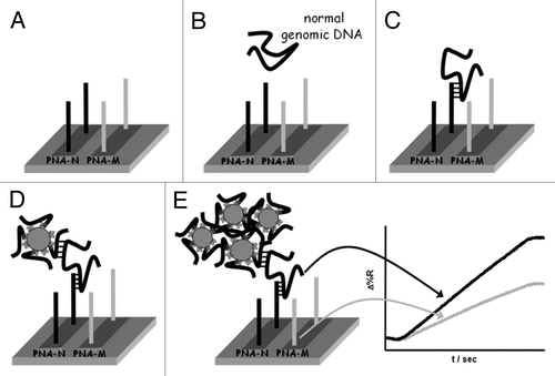 Figure 2. Pictorial description of the nanoparticle-enhanced SPRI strategy used to detect the normal, heterozygous and homozygous genomic DNAs. PNA-N and PNA-M specifically recognize the normal β-globin and the mutated β°39-globin genomic sequences respectively. Reproduced with permission by the American Chemical Society.Citation89