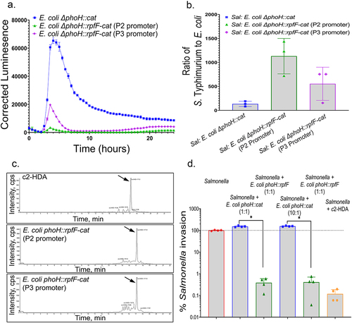 Figure 2. Stable production of c2-HDA by E. coli reduces expression of Salmonella invasion genes and cell invasion. A. rpfF of C. turicensis under the control of promoters of different strengths (P3 promoter for high expression; P2 promoter for medium expression) was integrated into the genome of E. coli Nissle 1917, and strains were grown in co-culture with S. Typhimurium carrying a plasmid-borne hilA-luxCDABE reporter fusion. hilA expression was measured by luminescence as a function of culture turbidity. Error bars show standard deviation (n = 5). B. The ratio of Salmonella to E. coli after 24 hours of co-culture was determined by selective plating on MacConkey lactose agar (n = 3). C. LC-MS was used to analyze fatty-acid extracts of culture supernatants from E. coli strains expressing rpfF, with both high- and medium-expressing constructs demonstrating a peak at 17 minutes, consistent with c2-HDA. The c2-HDA panel is identical to that shown in Fig. 1B, reproduced here for reference. D. Salmonella invasion was determined by measuring its penetration of cultured HEp-2 epithelial cells when grown in co-culture with E. coli expressing rpfF under the control of the P3 promoter or an isogenic strain lacking rpfF. The ratio of Salmonella to E. coli in the inoculum is shown for each strain combination. Salmonella grown alone with the addition of either 20 µM c2-HDA or an equal volume of DMSO were used as controls. Results are shown as the proportion of invasion as compared to Salmonella alone grown with DMSO; mean invasion of this strain was 2.4% of the inoculum. Error bars show standard deviation (n = 4).