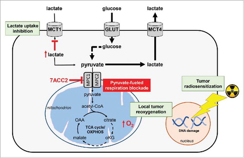 Figure 1. 7ACC2-mediated mitochondrial pyruvate carrier inhibition prevents lactate uptake by cancer cells and radiosensitize tumors. Inhibition of the mitochondrial pyruvate carrier (MPC) activity by 7ACC2 induces cytosolic accumulation of pyruvate, which in turn prevents the uptake and the use of extracellular lactate. 7ACC2 blocks both lactate- and glucose-fueled mitochondrial respiration, leading to a local tumor reoxygenation that considerably improves the anticancer efficacy of radiation therapy. αKG: α-ketoglutarate; GLUT: glucose transporter; MCT: monocarboxylate transporter; OAA: oxaloacetate; OXPHOS: oxidative phosphorylation; TCA: tricarboxylic acid.