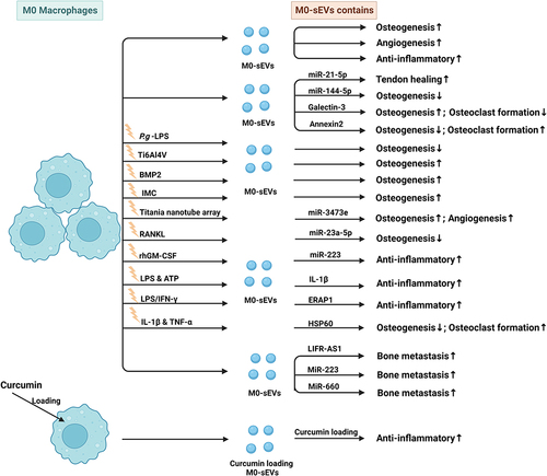 Figure 3 Published data on the biogenesis of sEVs derived from M0 macrophages in bone-related diseases.
