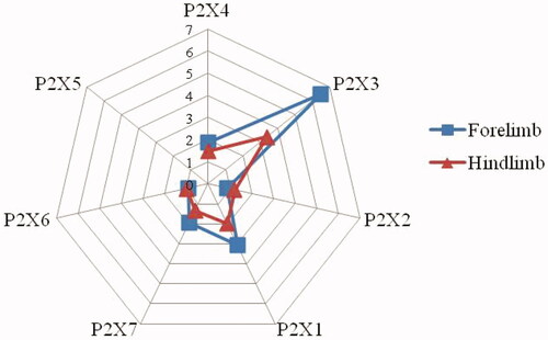Figure 4. Differential expression of P2Xs in forelimb and hind limb's articular cavities. The value, representing a multiplier of P2X receptor subtypes expression, was equal to the expression of model limb over control limb.
