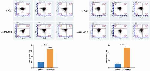 Figure 4. Flow cytometry analysis was used to detect the percentage of apoptotic cells in shCtrl group and shPSMC2 group of CAL27 and HN6 cells. Data were shown as mean with SD (n ≥ 3). *** p < 0.001.