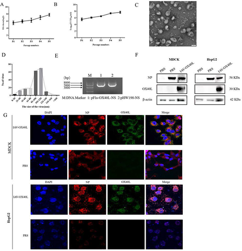 Figure 2 Characterization of the IAV-OX40L virus. (A) The recombinant virus was repeatedly subcultured and the hemagglutination titer of P5 was stabilized at 27–8. (B) The virulence of IAV-OX40L increased gradually during continuous culture and ultimately reached 7–8 LogTCID50/mL. (C and D) The morphology and size distribution of the virus were examined with transmission electron microscopy. (E) The NS fragment was amplified by RT-PCR and identified via agarose gel electrophoresis. (F) Expression of the OX40L protein was confirmed in MDCK and HepG2 cells by Western blot. (G) Immunofluorescence staining of IAV-OX40L virus-infected MDCK and HepG2 cells for the influenza NP protein (red), OX40L protein (green), and DAPI (blue).