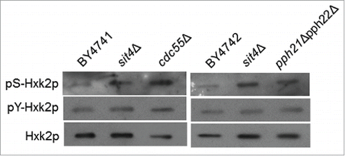 Figure 2. Hxk2p is hyperphosphorylated in cells with compromised CAPP or PP2A activity. Hxk2p-GFP was immunoprecipitated from the indicated mutants and immunodetected using anti-phosphoserine, anti-phosphotyrosine or anti-GFP antibodies, as described in Material and Methods. A representative experiment is shown.