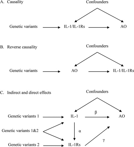 Figure 1. Directed acyclic graphs depicting three possible scenarios that could explain cause effects between interleukin (IL)-1/IL-1 receptors/receptor antagonists (IL-1Rs) and airflow obstruction (AO). (A) IL-1/IL-1Rs have effects on AO. (B) AO has reverse effects on IL-1/IL-1Rs. (C) IL-1 has an indirect effect on AO, perhaps via its receptors (IL-1Rs). Under the multivariable MR framework, the direct effect of IL-1 on AO is estimated as β, whilst its indirect effect is estimated as αγ. The total effect can be estimated as β+αγ β+αγ.
