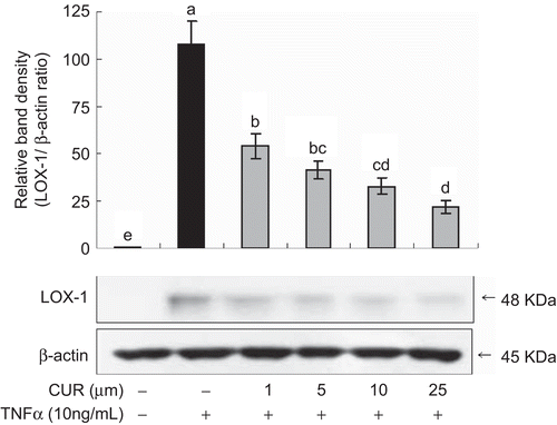 Figure 5.  Inhibition of TNFα-induced lectin-like oxidized LDL receptor-1 (LOX-1) expression by curcumin. HUVECs were pretreated with different concentration of curcumin for 1 h before being incubated with 10 ng/mL TNFα for 12 h and subjected to western blotting using antibody specific for human LOX-1. The calculated data was compared with the densitometry quantification of bands from the vehicle. Values are mean ± SD (n = 3). *a-dBars with different letters are significantly different at p <0.05 by Tukey’s test.