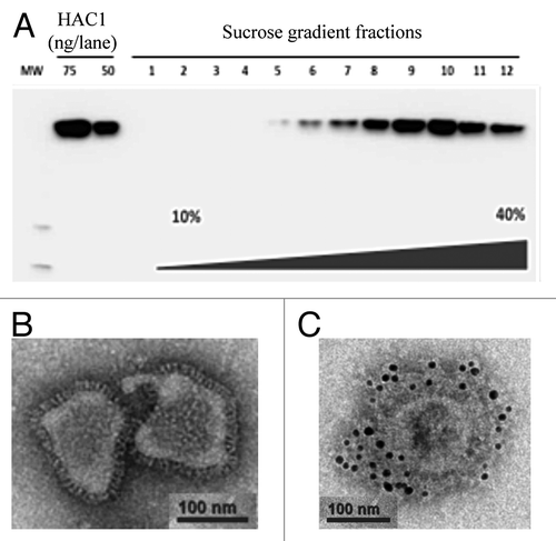 Figure 1. Western blot analysis of HAC-VLPs in sucrose gradient fractions using an anti-HAC mAb (A). Monomeric HA (HAC1) was used as a positive control. HAC-VLPs recovered after sucrose gradient fractionation were analyzed by EM using negative staining (B) and immunogold labeling (C).