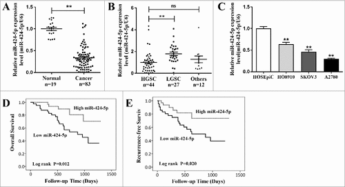 Figure 1. The qRT-PCR analysis of miR-424-5p expression in EOC tissues and cell lines. (A) The expression of miR-424-5p was significantly downregulated in 83 EOC tissues, compared to normal ovarian tissues (##p<0.01). (B) The downregulation of miR-424-5p significantly differ between HGSC and LGSC in different histological subtypes of EOC. (##p<0.01). (C) The expression levels of miR-424-5p in ovarian cancer cell lines were all significantly lower than in the normal cell line. Data were shown by mean±SEM from three independent experiments, where appropriate, ##p<0.01. (D) Overall or (E)relapse-free Kaplan-Meier survival analysis for miR-424-5p expression revealed that down-regulated miR-424-5p is associated with poor prognosis in 83 EOC patients (p = 0.012, p = 0.020).