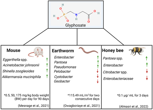 Figure 4. Examples of animal models used to examine the effect of glyphosate on the gut microbiome and the increase and decrease in bacterial species present. * - concentrations of glyphosate used and duration of experiment. Created using Biorender.