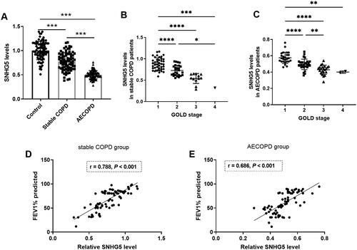 Figure 1. Levels of lncRNA SNHG5 in COPD patients. A) SNHG5 levels significantly decreased in both stable COPD and AECOPD groups compared with the control group. B) Levels of SNHG5 in stable COPD patients with different GOLD stage. C) Levels of SNHG5 in AECOPD patients with different GOLD stage. D) Levels of SNHG5 were positively correlated with FEV1% predicted in stable COPD group. E) Levels of SNHG5 were positively correlated with FEV1% predicted in AECOPD group. *p < 0.05; **p < 0.01; ***p < 0.001; ****p < 0.0001.