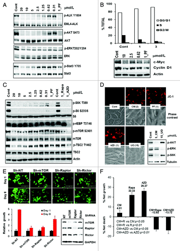 Figure 5. CM-118 inhibits EML4-ALK signaling, survival, and its mechanism in H2228 cells. (A) H2228 cells were treated for 6 h with various doses of CM-118, 1 μmol/L PF-02341066 (PF), then immunoblotted. (B) H2228 cells were treated with the indicated CM-118 for 48 h, subjected to cell cycle analysis (top) and immunoblotting (bottom). (C) H2228 cells were treated for 24 h with the indicated CM-118, 1 μmol/L PF, rapamycin (Rapa), or AZD8055 (AZD), then immunoblotted. (D) H2228 cells were treated with the indicated inhibitors for 24 h, then stained with JC-1 and photographed as described in Methods. (E) H2228 cells were infected with GIPZ ShRNA lentivirus encoding non-targeting (NT), mTOR (Sh#2), Raptor (Sh#2), and Rictor (Sh#4). GFP-expressing (Sh-positive) viable cells were counted on day 1 and day 8 (day 6 and 14 post infection) (top) and quantified (bottom left). Puromycin-selected cells were immunoblotted (bottom right). (F) H2228 cells were treated for 3 d with 3 μmol/L CM-118, 0.1 μmol/L rapamycin (Rapa), or 0.1 μmol/L AZD8055 (AZD), then assessed for viability via trypan-blue cell counting. Results are processed similarly as in Figure 4A.