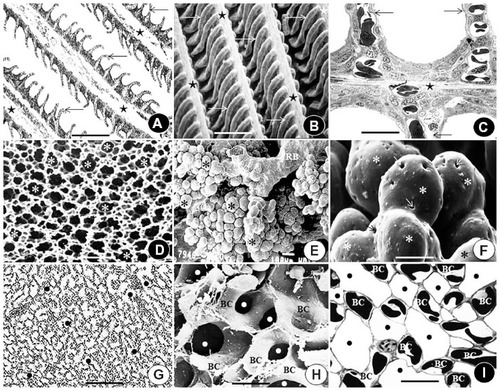 Figure 5 Processes by which the respiratory surface area is increased in the vertebrate gas exchangers.