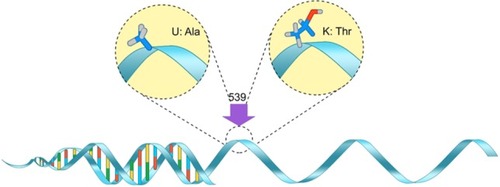 Figure 2 BCHE K-variant – The alanine nucleotide is replaced by a threonine nucleotide at the 539 codon.