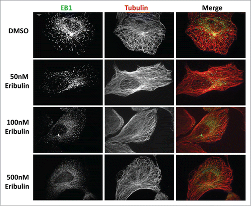 Figure 1. EB1 dissociates from MTs after exposure to eribulin. U2OS cells were treated with 50, 100 and 500 nM eribulin for 2 min and EB1 comets were visualized by immuno-staining using anti-α-tubulin, and anti-EB1 antibodies, as described in Materials and Methods. The steady state MT array shows no obvious defects. Scale bar = 10μm.