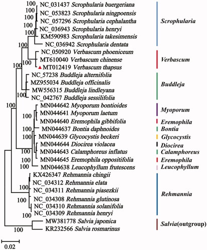 Figure 1. Maximum-likelihood (ML) phylogenetic tree for V. thapsus based on 30 complete chloroplast genomes. The numbers on the nodes indicate bootstrap values from 1000 replicates.