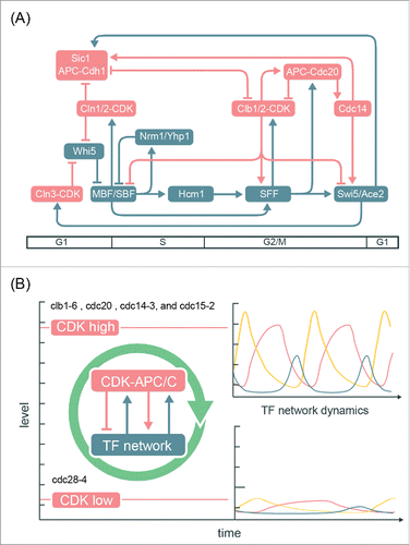 Figure 7. Integrated network model for the control of the cell-cycle transcriptional program in budding yeast. (A) Network diagram incorporating components of the CDK-APC/C model proposed by Rahi et al.Citation33 and the TF network model proposed by Orlando et al.Citation27 Nodes are ordered horizontally by their approximate time of activation during the cell cycle. See Table S3 for edge evidence. (B) Functional outcomes of the cell-cycle-transcriptional program during different CDK-APC/C perturbations with either high or low CDK activities.