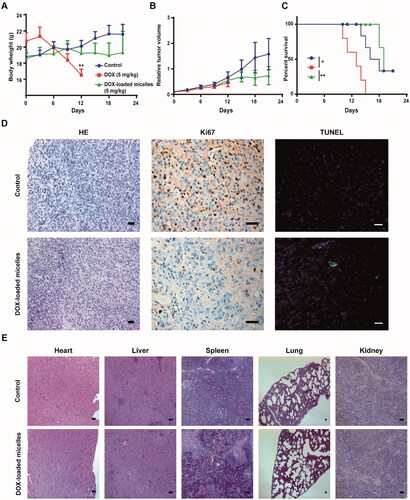 Figure 5. Therapeutic efficacy and toxicity profiles of DOX-loaded micelles in U-87 MG tumor bearing mice. Body weight changes (A), Kaplan–Meier’s survival curve (B), in vivo tumor growth inhibition (C) of U-87 MG tumor bearing mice after intravenous treatment of different DOX formulations (5 mg kg–1 each dose for a total of seven doses) (n = 5). Data are expressed as means ± SD. *p < .05, **p < .01 analyzed by two-way ANOVA or log rank test. (D) Histology (HE) and immunohistochemical staining (Ki67 and TUNEL) of tumor tissues. Scale bar: 100 μm. (E) Histological analysis (HE staining) of other major organs excised from treated mice. Scale bar: 200 μm.