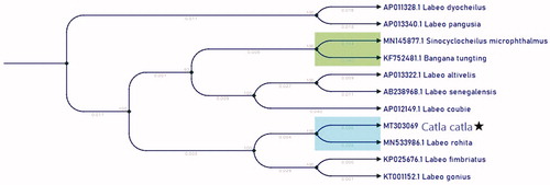 Figure 1. The neighbour-joining tree of Catla catla and 9 Labeo based on the complete mitochondrial genome. Numbers above the branches indicate the bootstrap support values, and values lower than 50 are not shown.