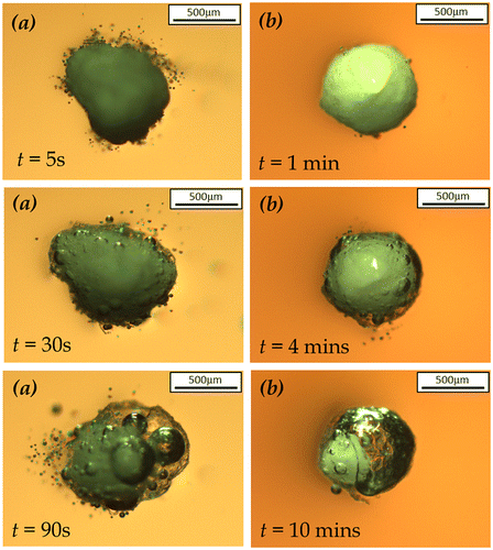Figure 8. Microscopy images of the dissolution of 2.35R sodium silicate coated SPC particles at coating/core ratio of (a) 13 wt.% and (b) 27 wt.% under static condition.