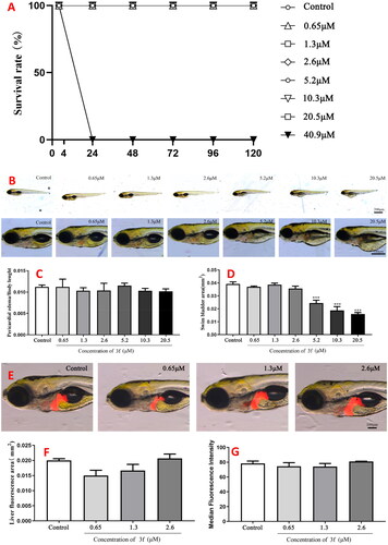 Figure 15. The acute toxicity of compound 10c. (A) The percentage survival (%); (B) morphologic change; (C) changes of pericardial edema/body length; (D) changes of swim bladder area; (E) changes in the liver; (F) changes of liver fluorescence area; (G) changes of median fluorescence intensity.