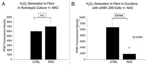 Figure 5. NAC decreases hydrogen peroxide generation in fibroblasts in co-culture with BRCA1-null ovarian cancer cells. (A and B) Homotypic hTERT fibroblast culture and co-culture with UWB1.289 cells (A and B, respectively) was performed for 5 d. Vehicle or 10 mM NAC was then added every 24 h to the cell culture media for 48 h prior to measurement of H2O2 generation with PFBS-F. Six hours prior to measurement, media was changed to HBSS with and without 10 mM NAC. Note that NAC decreases H2O2 generation by 5.8-fold in fibroblasts co-cultured with UWB1.289 cells, as compared with the control co-cultures. However, under homo-typic culture conditions, addition of NAC did not significantly change the levels of H2O2 in fibroblasts.