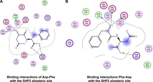 Figure 7 Binding interactions of peptides with SHP2 allosteric site.