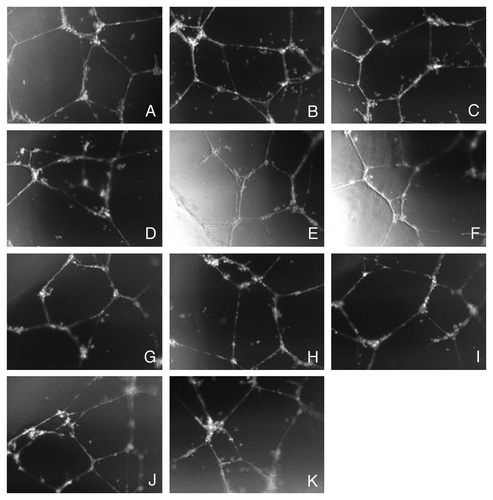 Figure 4. Effects of Dmab on HUVEC tubule formation. Representative photomicrographs of HUVECs plated onto Matrigel after 24 h of treatment with (A) vehicle control; (B) 0.31 μM Dmab; (C) 0.62 μM Dmab; (D) 1.25 μM Dmab; (E) 2.5 μM Dmab; (F) 5 μM Dmab; (G) 10 μM Dmab; (H) 20 μM Dmab; (I) 40 μM Dmab; (J) 80 μM Dmab; (K) 160 μM Dmab. Pictures were taken at magnification 10 × .