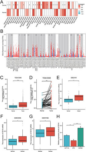 Figure 1 Expression of CD1A in COAD and Across Various Cancer Types. (A) Differential expression of CD1A in multiple tumor types as indicated by the GENT2 database. (B) Evaluation of CD1A expression levels across different tumor types using the TIMER database. (C) Comparative analysis of CD1A expression in COAD versus normal tissues in the TCGA database. (D) Analysis of CD1A expression in COAD compared to paired normal tissues using the TCGA database. (E) Examination of CD1A expression differences between COAD and normal tissues using the GSE21510 dataset. (F) Assessment of CD1A expression in COAD versus normal tissues using the GSE22598 dataset. (G) Investigation of CD1A expression in COAD relative to normal tissues with the GSE37364 dataset. (H) Analysis of CD1A expression in COAD cell lines (SW480 and HCT116) and normal human colon epithelial cell line (HCoEpiC).