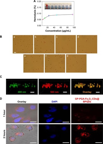 Figure 4 Blood biocompatibility and cell imaging of GP-PGA-Fe3O4-CDs@BPQDs nanoplatform.Notes: (A) Hemolysis percentages of RBCs by GP-PGA-Fe3O4-CDs@BPQDs at different concentrations (upper right). Inset, supernatant from the GP-PGA-Fe3O4-CD@BPQD suspensions. (B) Optical images of RBCs treated with GP-PGA-Fe3O4-CDs@BPQDs: a, positive control (deionized water); b, negative control (PBS); c–f, 6.25–100 μg/mL. Scale bar =25 μm. (C) 3D reconstruction of the colocalization of GP-PGA-Fe3O4-CDs@BPQDs inside HepG2 cells after 12 hours. Scale bar =50 μm. (D) Confocal fluorescence images for photoexcitation of internalized red-emitting GP-PGA-Fe3O4-CDs@BPQDs in HeLa cells. Scale bar =25 μm.Abbreviations: RBCs, red blood cells; GP, genipin; PGA, polyglutamic acid; CDs, carbon dots; BPQDs, black phosphorus quantum dots; DAPI, 4,6-diamidino-2-phenylindole.